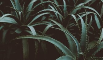 What Aloe Vera Juice Good For ? How to Use Aloe Vera Juice in Coffee? Aloe Vera Juice Good for Your Body?